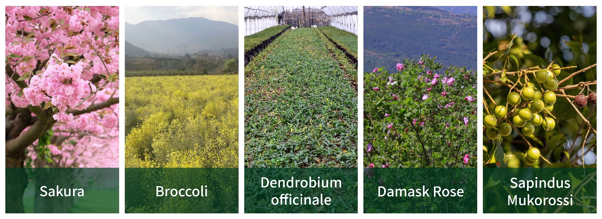 化妆品英文网站首页_画板 1 副本 4(1).jpg